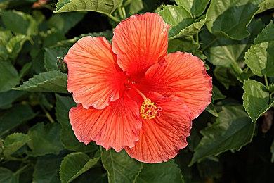 《Apex英雄》霓虹网络收集活动预告 瓦尔基里威望皮肤登场